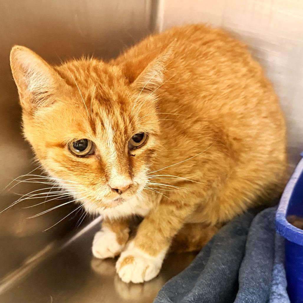Enlarge Mister, a Adoptable Domestic Short Hair in Warrensburg, MO image 2/2