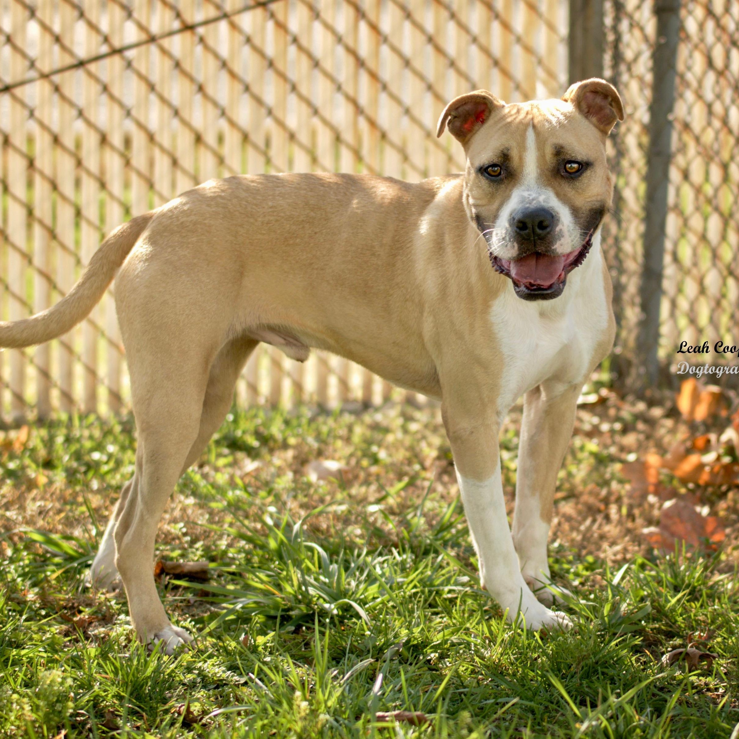 Enlarge Frankie, a Adoptable mixed breed in Henderson, KY image 2/3