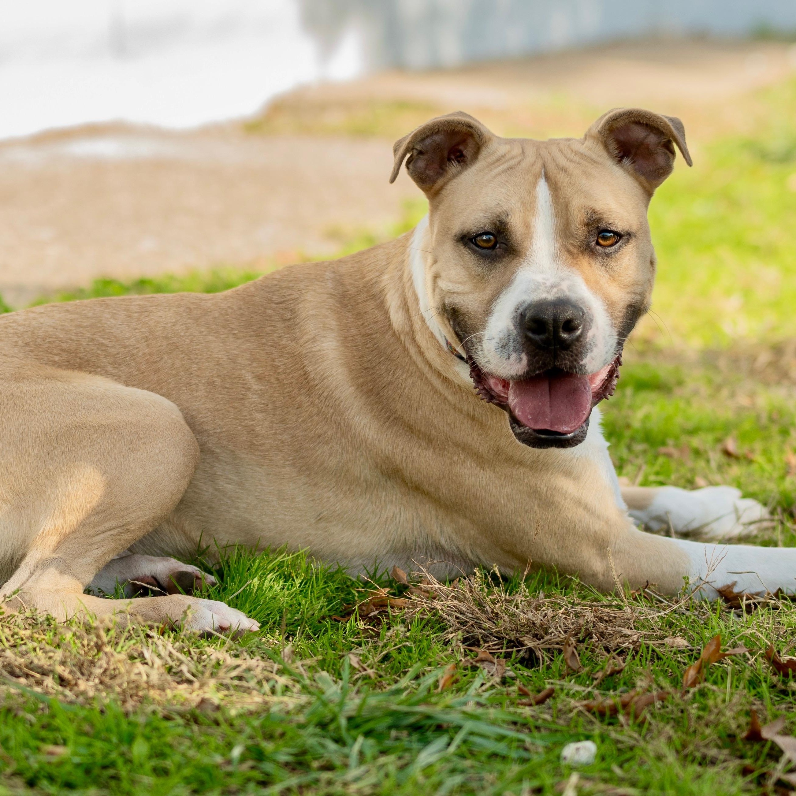 Enlarge Frankie, a Adoptable mixed breed in Henderson, KY image 3/3