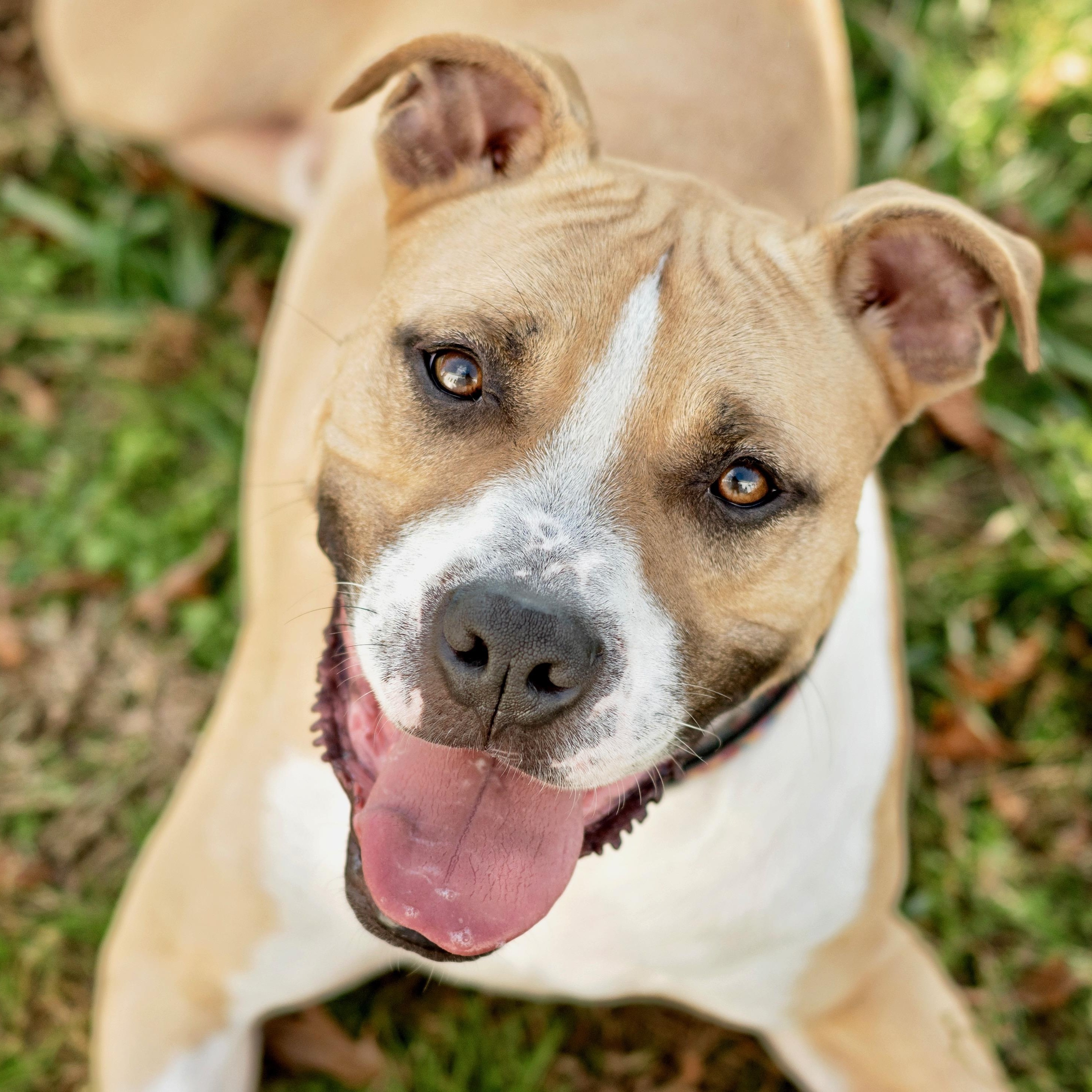 Enlarge Frankie, a Adoptable mixed breed in Henderson, KY image 1/3