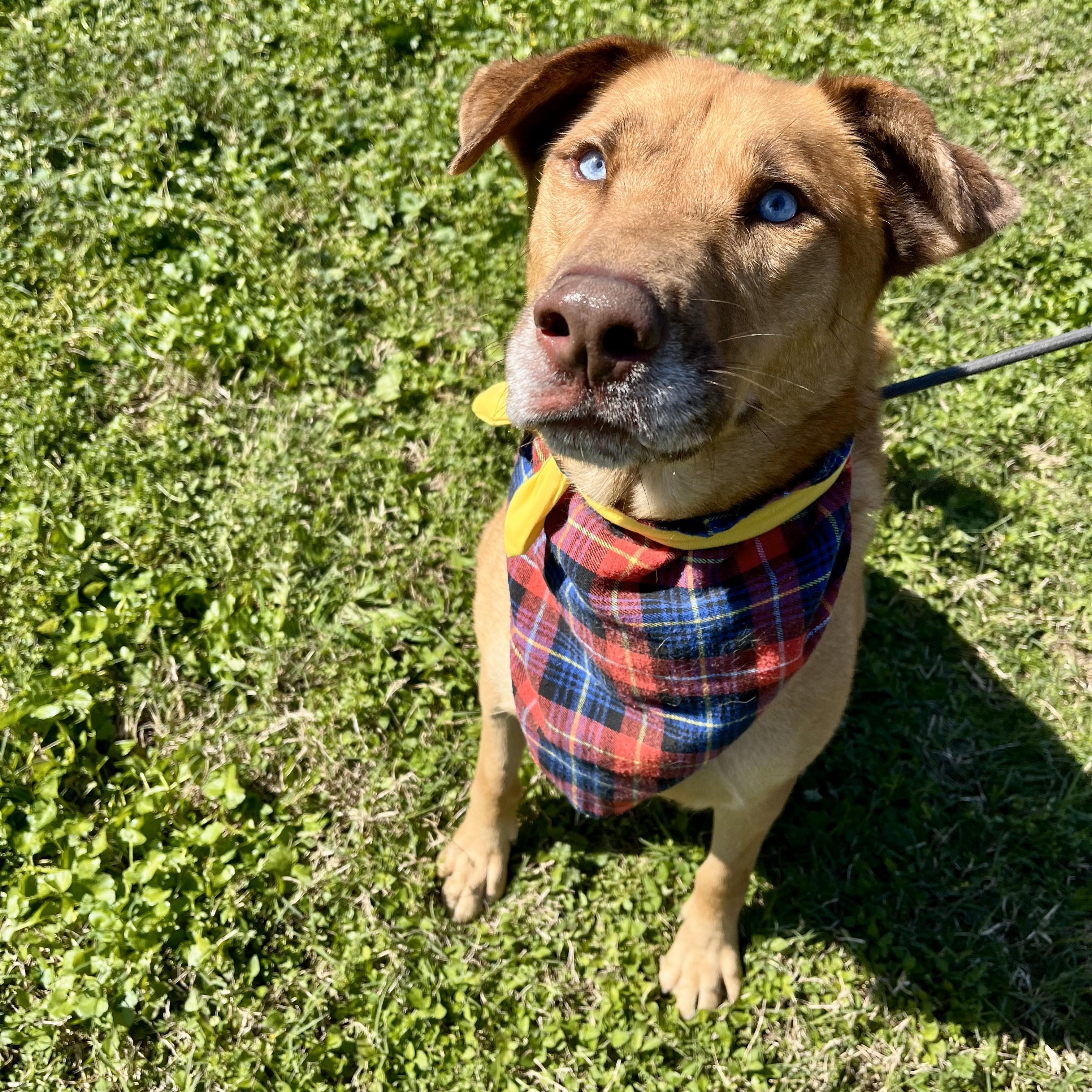 Tiki — thumbnail 2