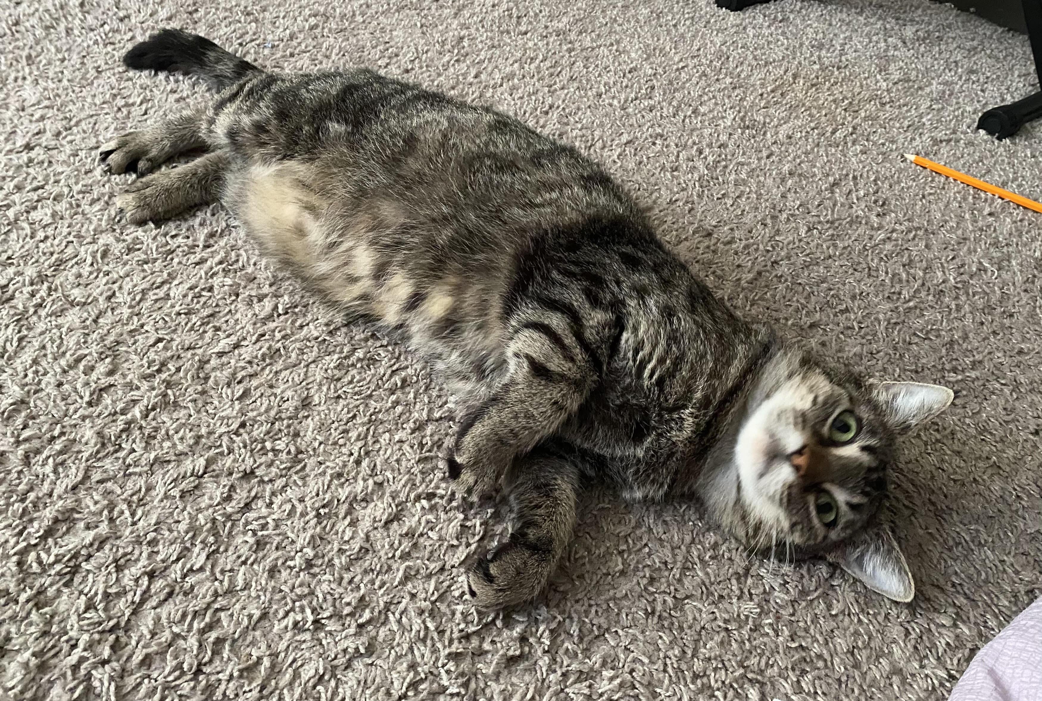 Baby, Young Female Domestic Short Hair