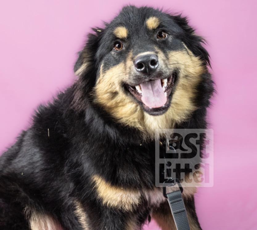 Enlarge Leia, a Adoptable Australian Shepherd in Clarksburg, ON image 1/1