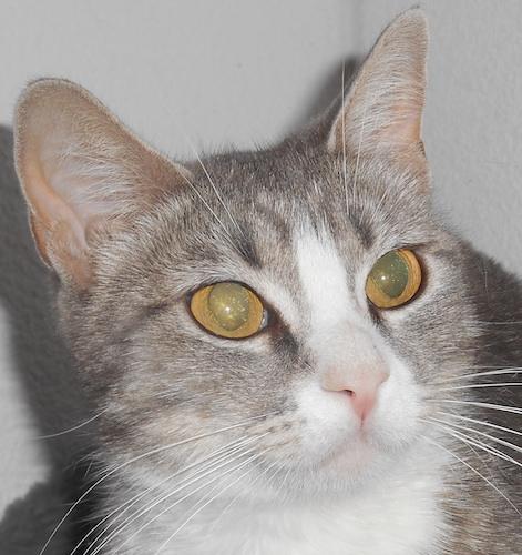 Enlarge Narise, a Adoptable mixed breed in Fair Oaks, CA image 1/1