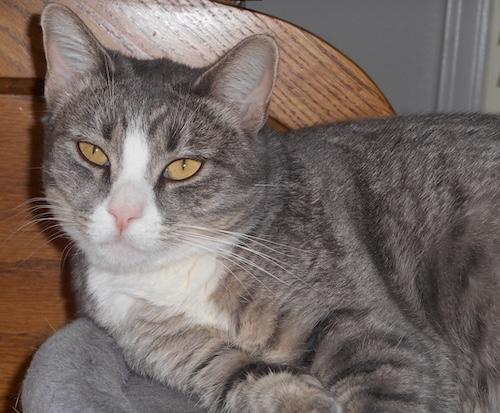 Narise, Adoptable, Young Female Tabby & Domestic Short Hair.