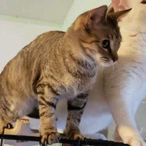 Rusty, ADOPTABLE, Kitten Female Domestic Short Hair.