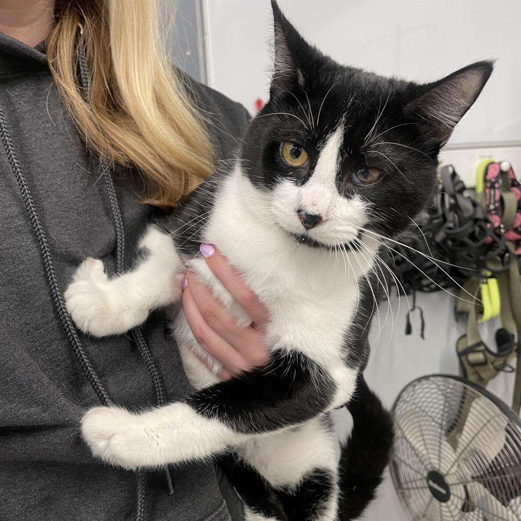 Enlarge Penguin, a Adoptable Domestic Short Hair in Spokane, WA image 1/1