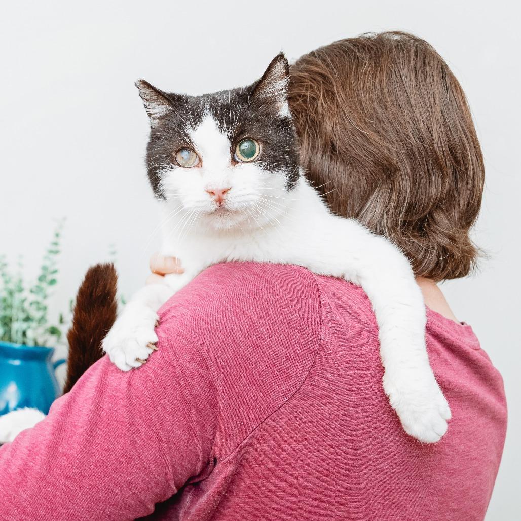Enlarge Tungsten, a Adoptable Domestic Short Hair in Los Angeles, CA image 1/1