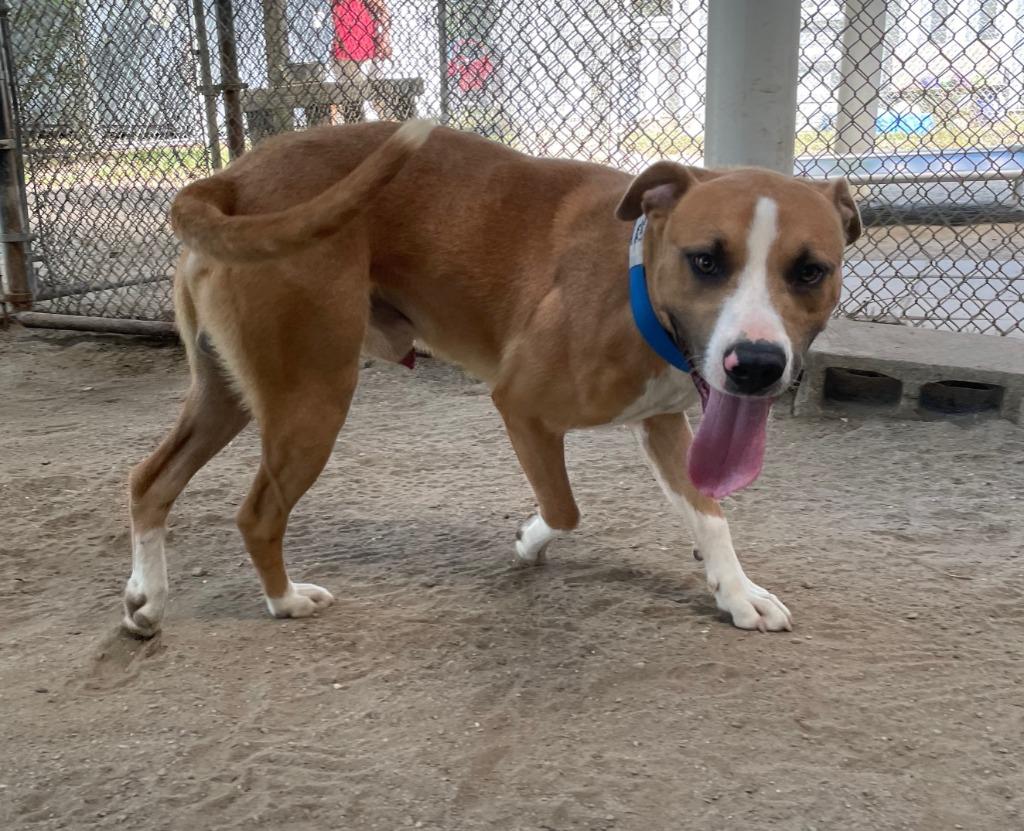 Haverly, Adoptable, Adult Male Boxer & Hound.