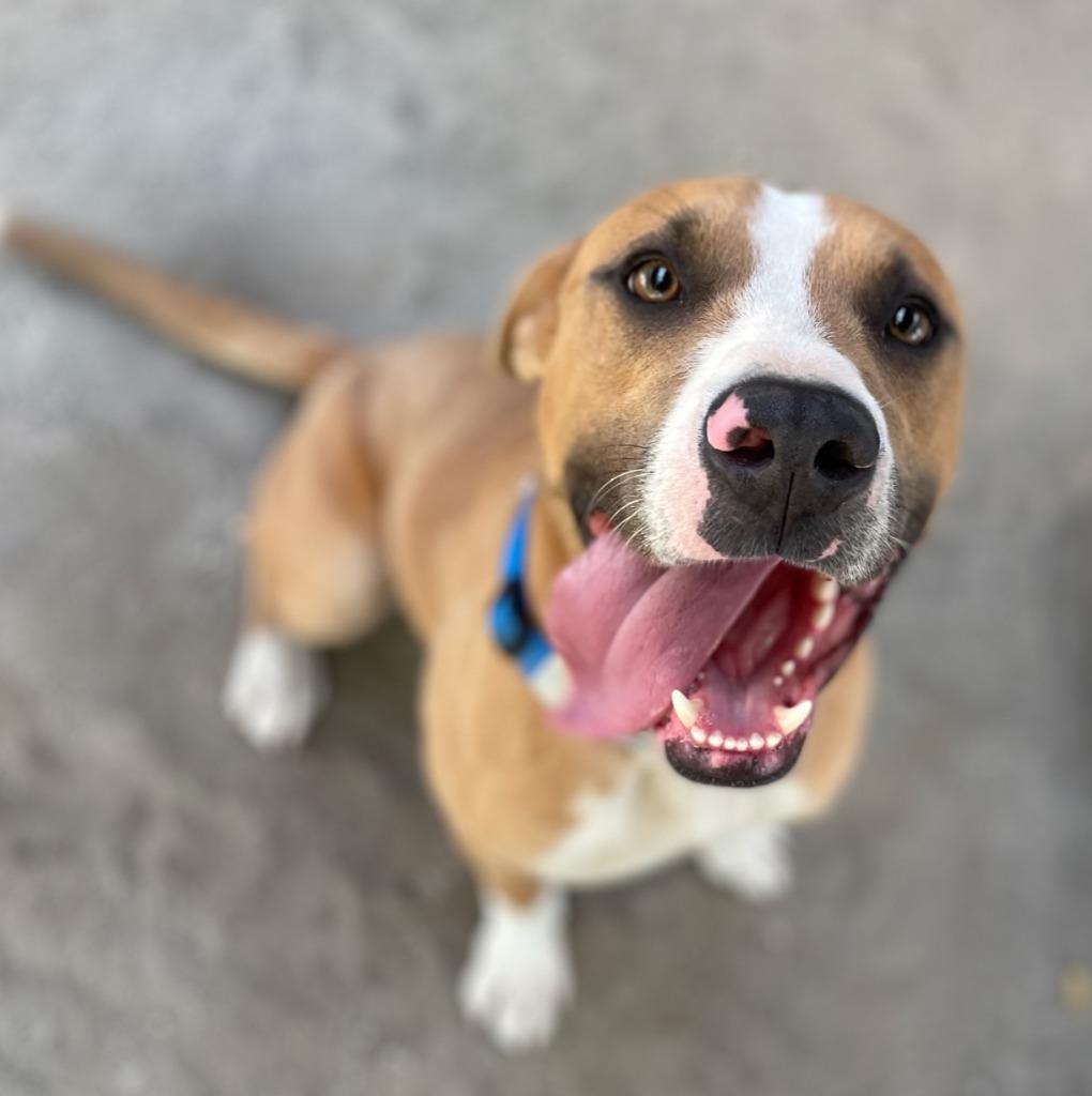 Enlarge Haverly, a Adoptable mixed breed in Hampton, VA image 2/3