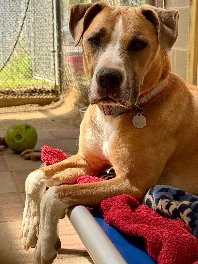 Haverly, a Adoptable mixed breed in Hampton, VA image 3/4