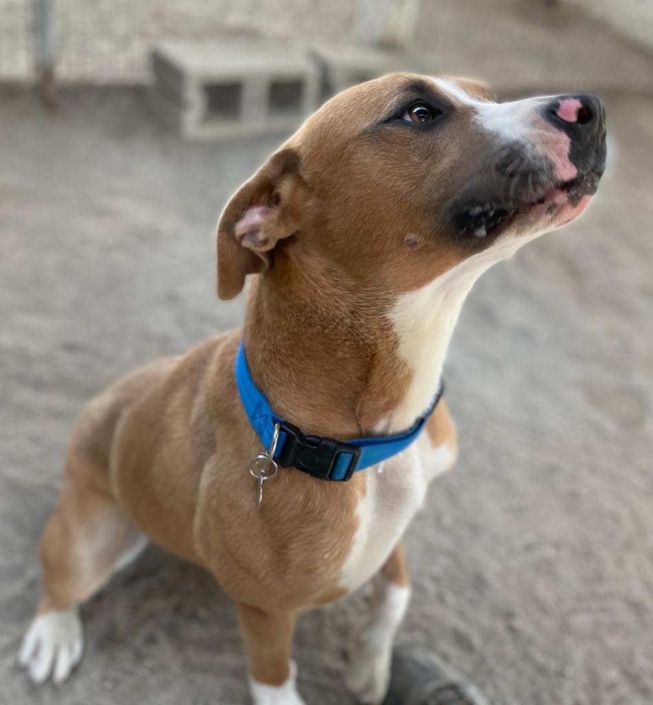 Enlarge Haverly, a Adoptable mixed breed in Hampton, VA image 3/3