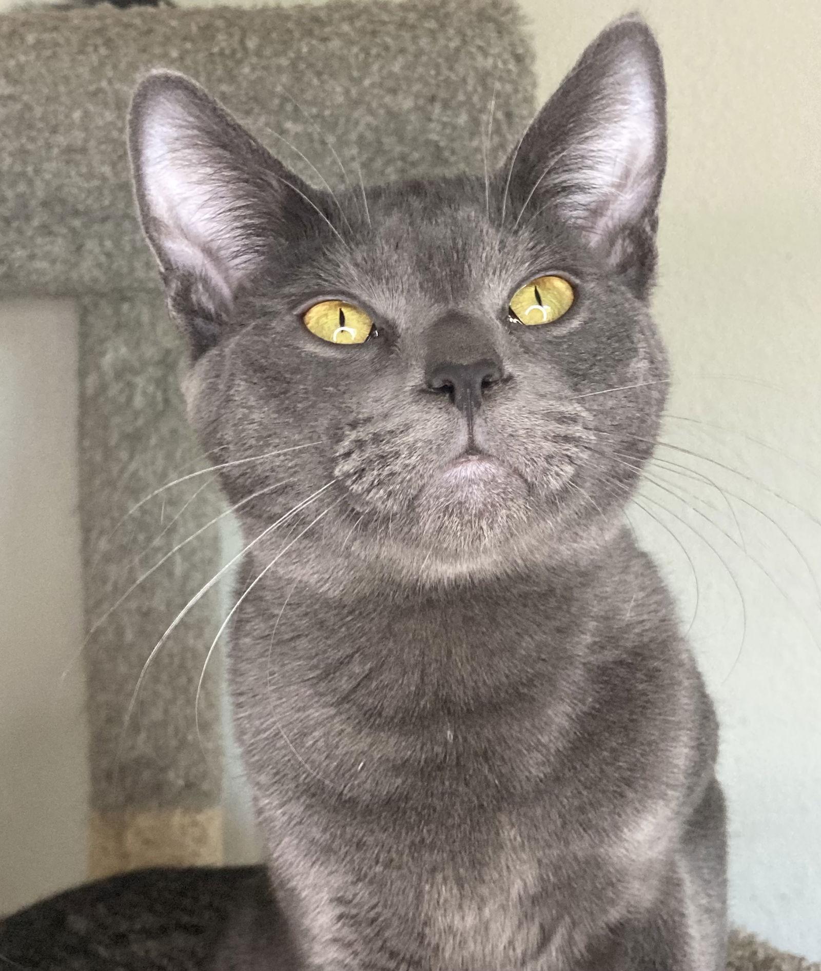 CLAY, Adoptable, Young Male Domestic Short Hair & Russian Blue.