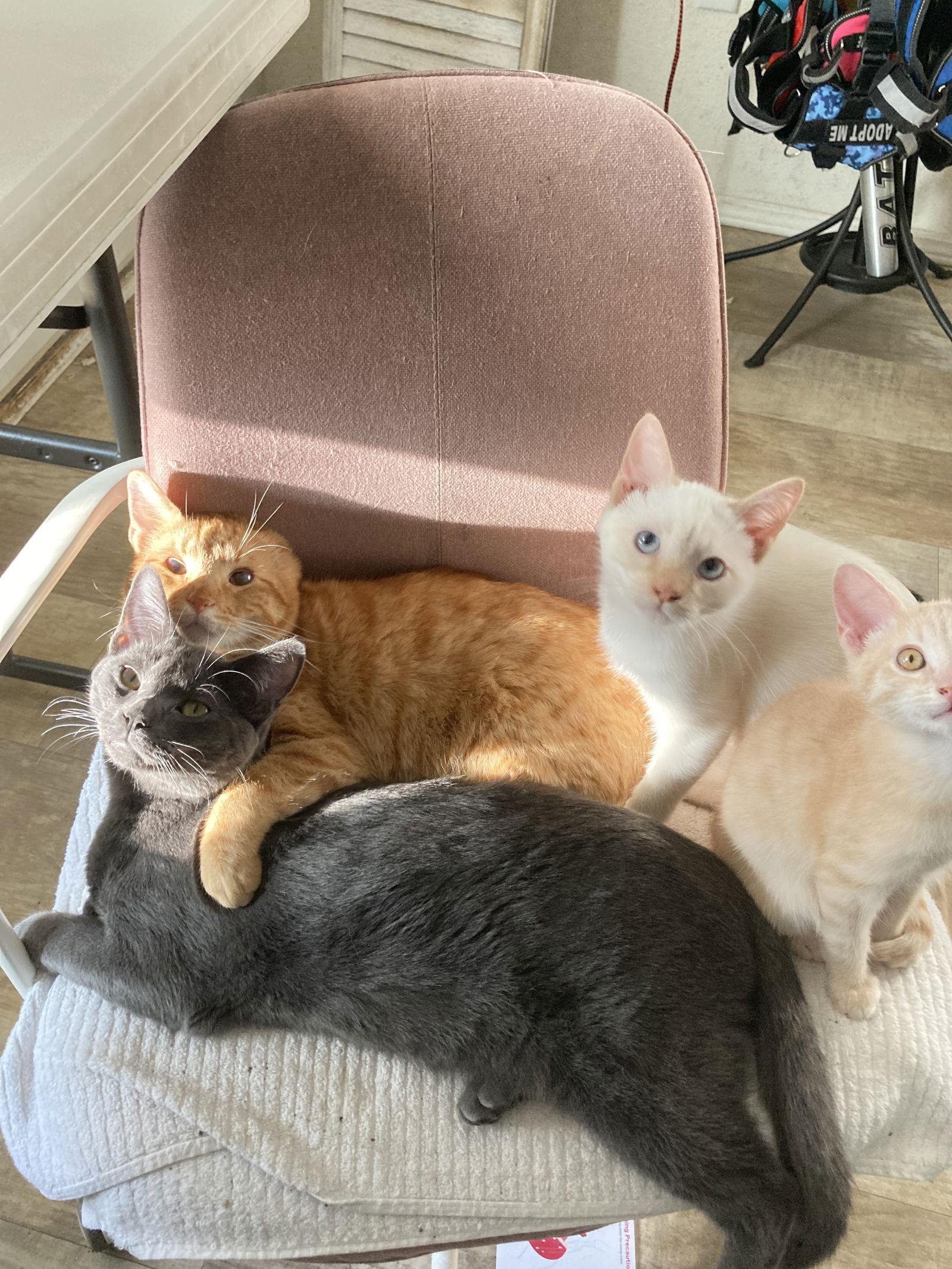 Enlarge CLAY, a Adoptable mixed breed in San Diego, CA image 2/3