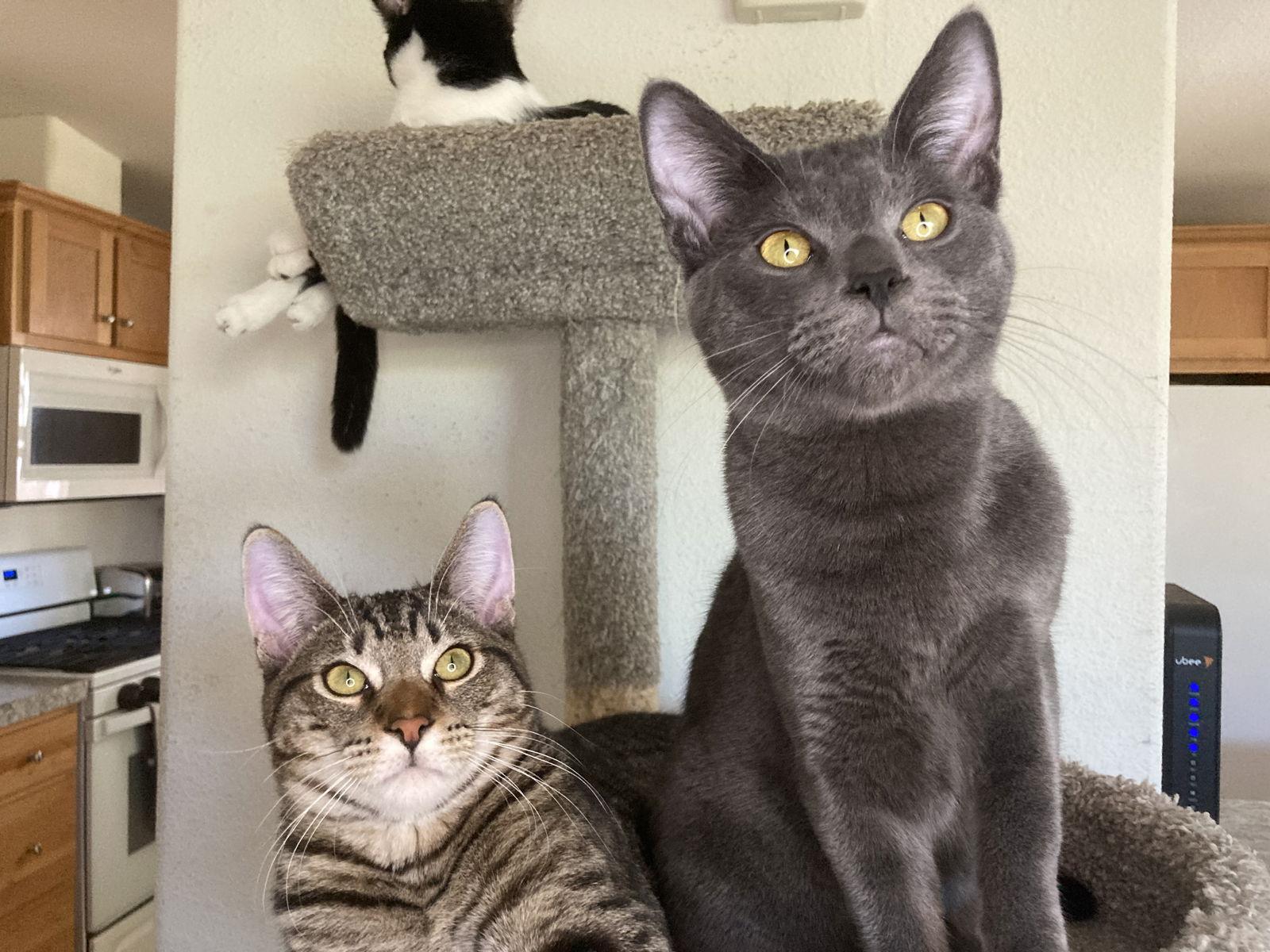 Enlarge CLAY, a Adoptable mixed breed in San Diego, CA image 3/3