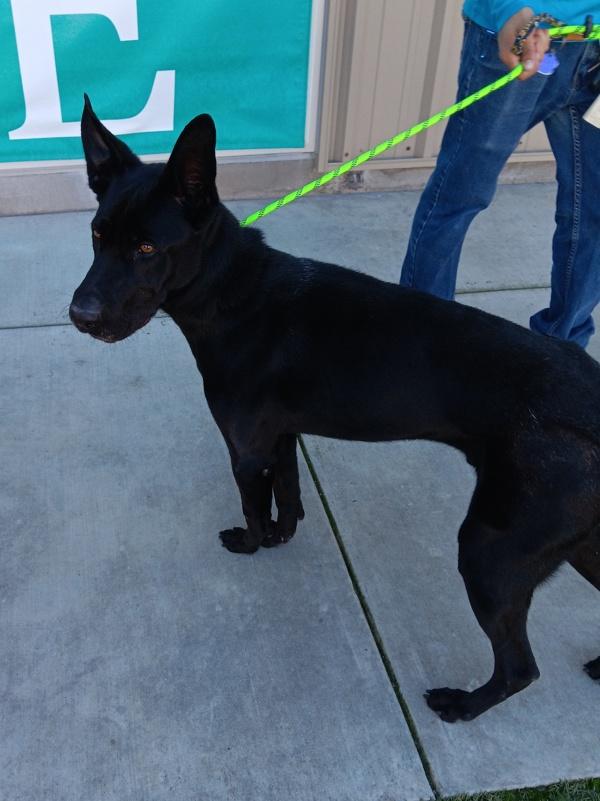 Orion, Adoptable, Adult Male Labrador Retriever.