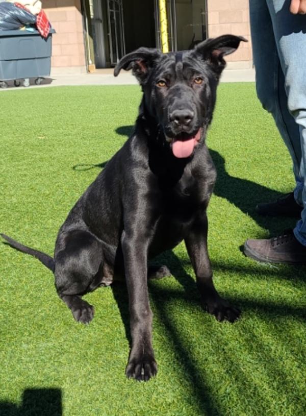 Enlarge Orion, a Adoptable mixed breed in Monterey, CA image 2/2
