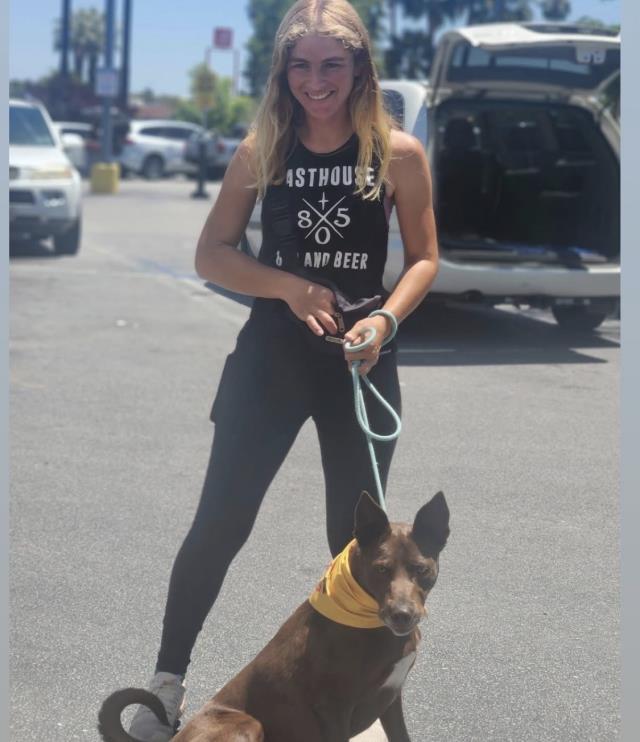 CARLITOS, Adoptable, Adult Male Australian Kelpie & Mixed Breed.
