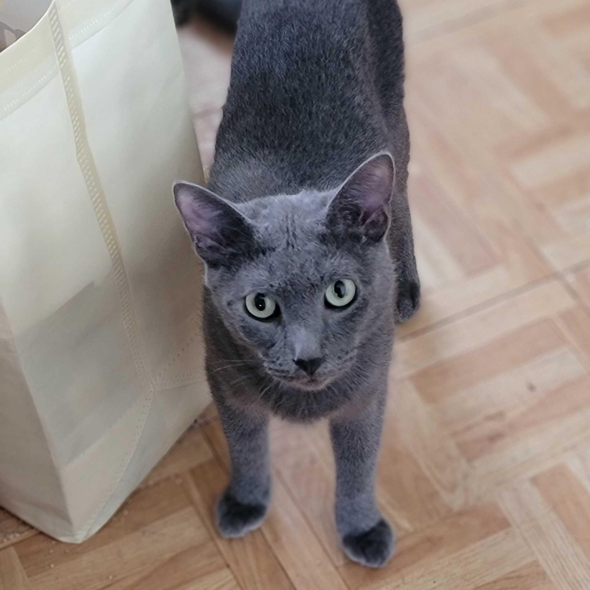 Berlin, a Adoptable Domestic Short Hair in Florham Park, NJ image 3/6