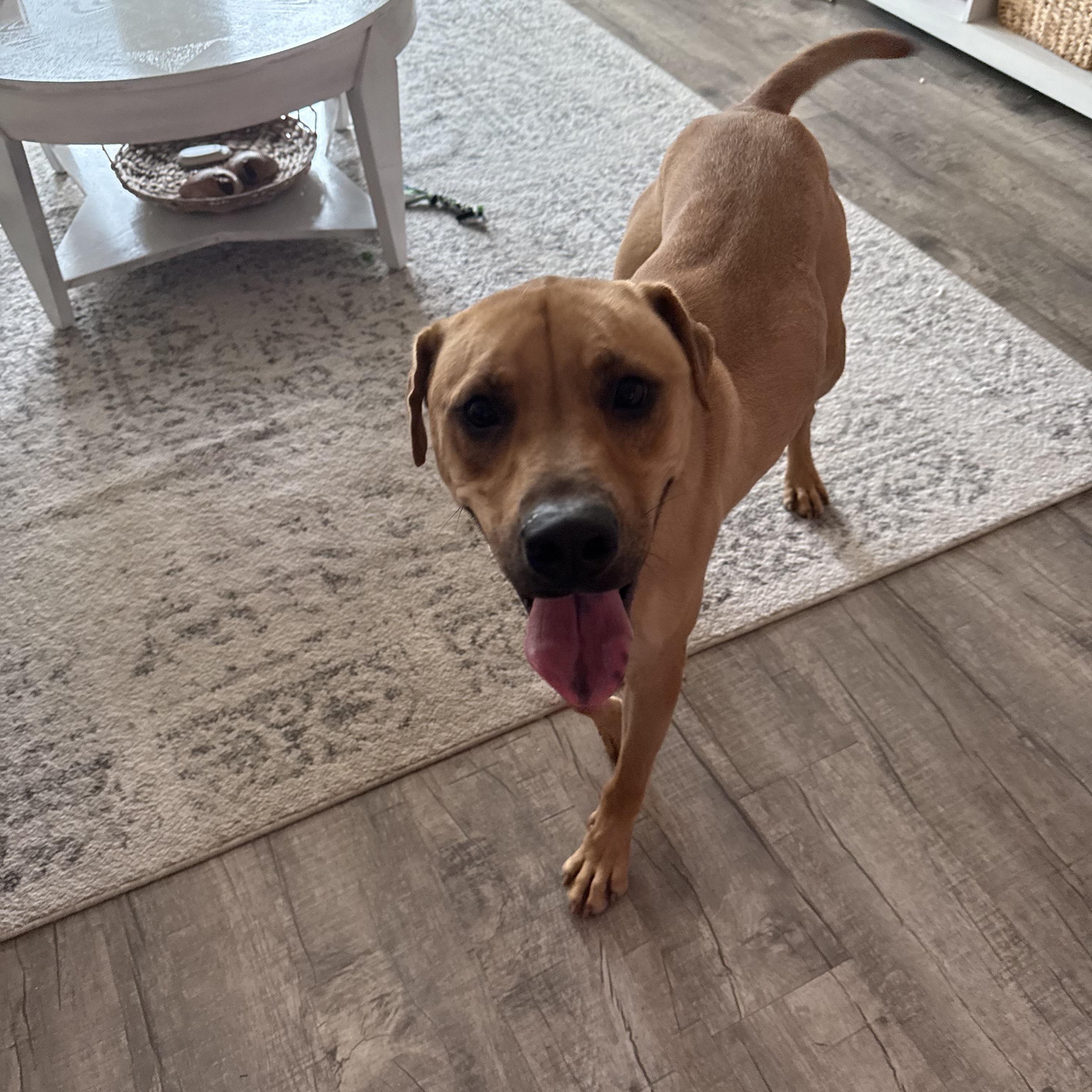 Enlarge Chandler, a ADOPTABLE mixed breed in Cantonment, FL image 2/2