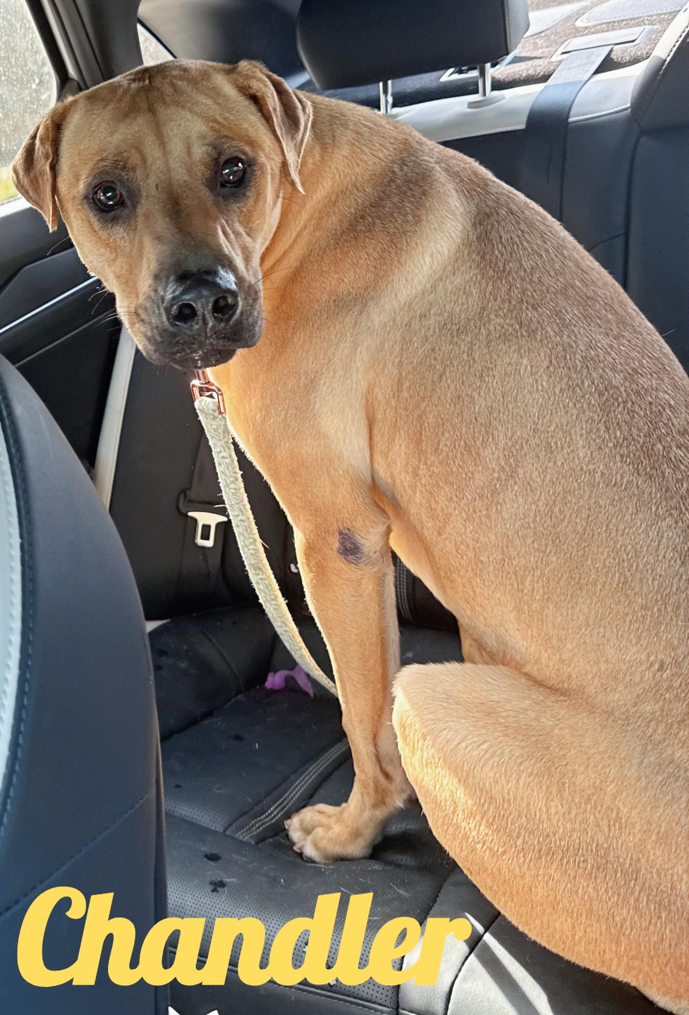 Chandler, ADOPTABLE, Adult Male Black Mouth Cur.