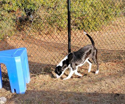 Serena (HW+), Adoptable, Young Female Labrador Retriever & Mixed Breed.