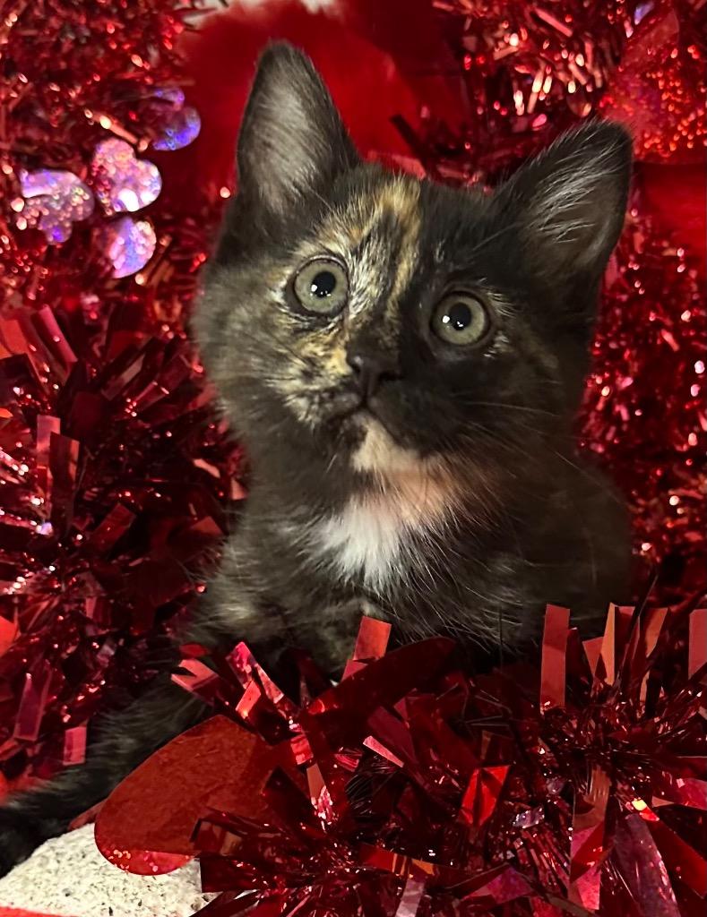 Enlarge 12/3/25 Nancy, a Adoptable mixed breed in Stillwater, OK image 1/1