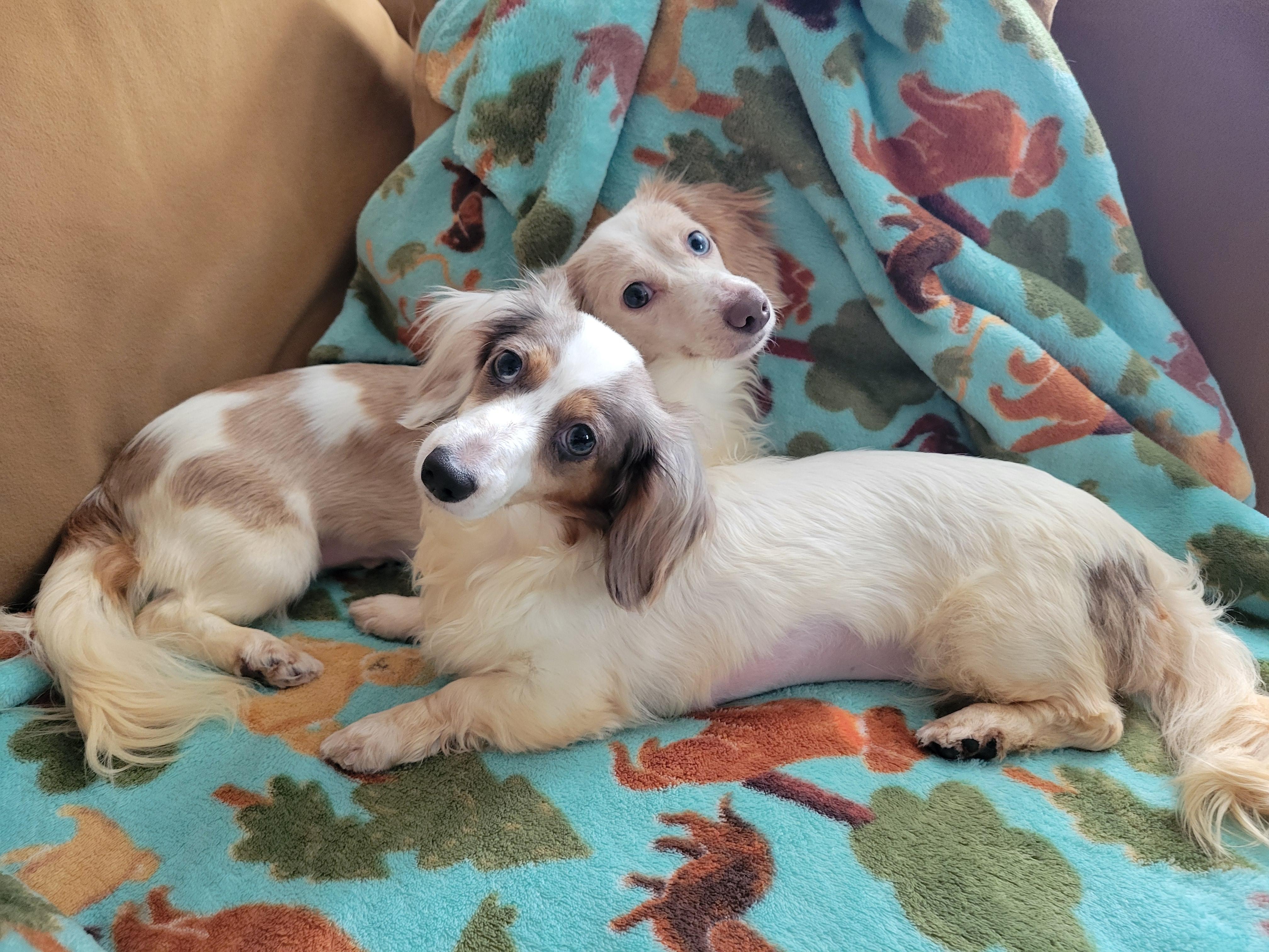 Trixie and Trina (Bonded Pair), ADOPTABLE, Adult Female Dachshund (Long Haired).