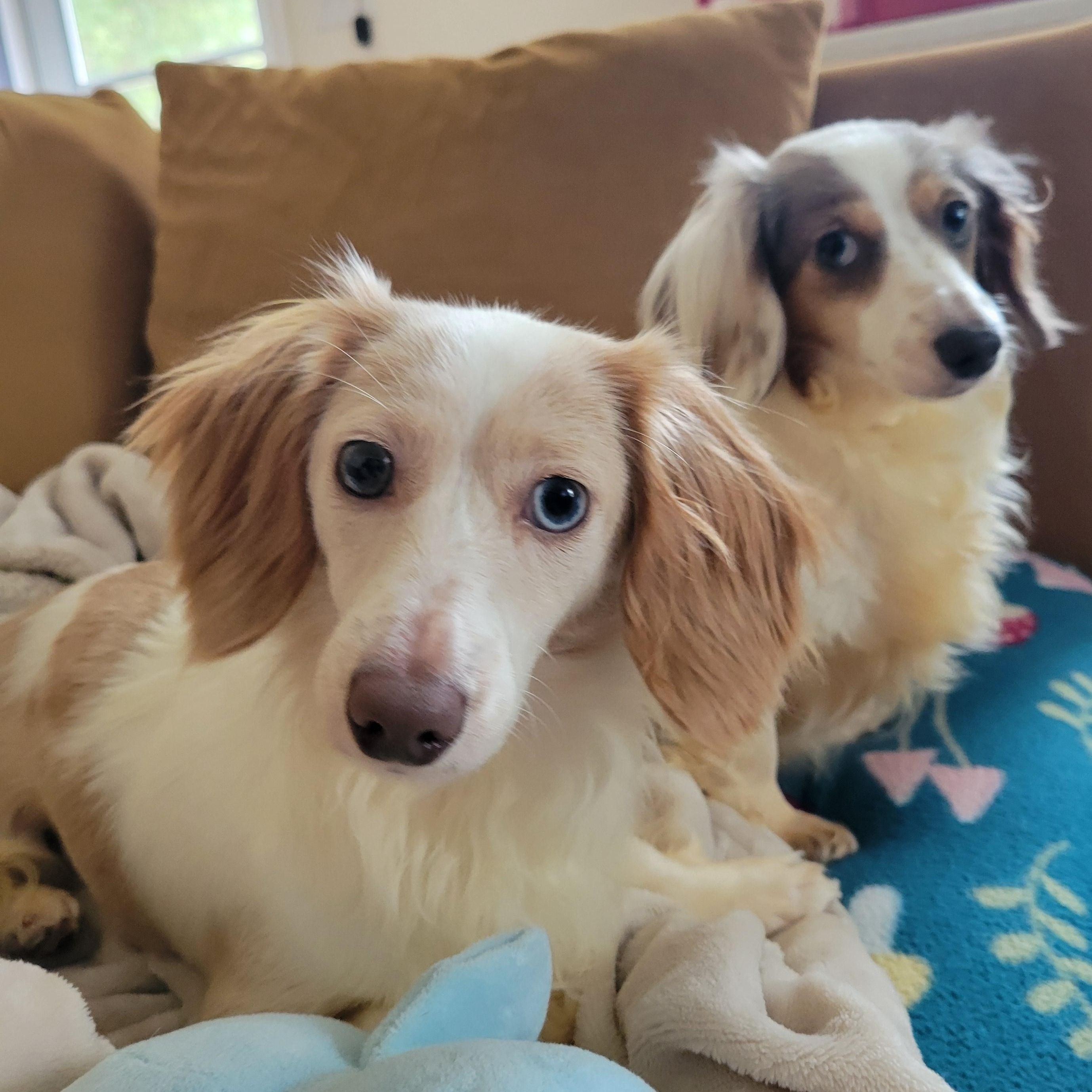 Trixie and Trina (Bonded Pair), a ADOPTABLE Dachshund (Long Haired) in Louisa, VA image 4/6
