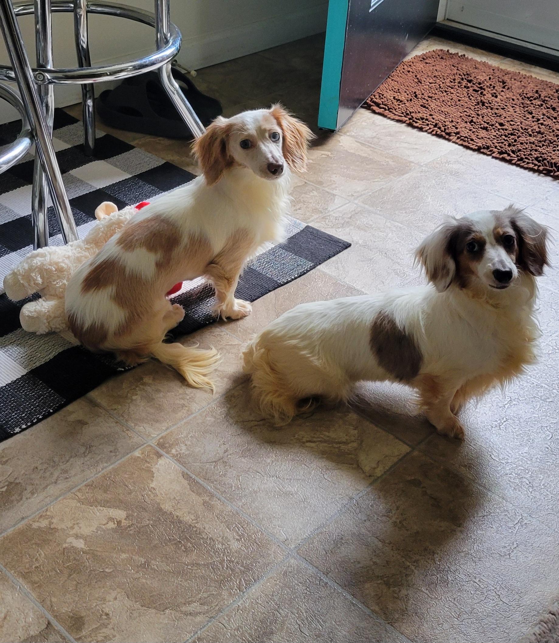 Trixie and Trina (Bonded Pair), a ADOPTABLE Dachshund (Long Haired) in Louisa, VA image 2/6