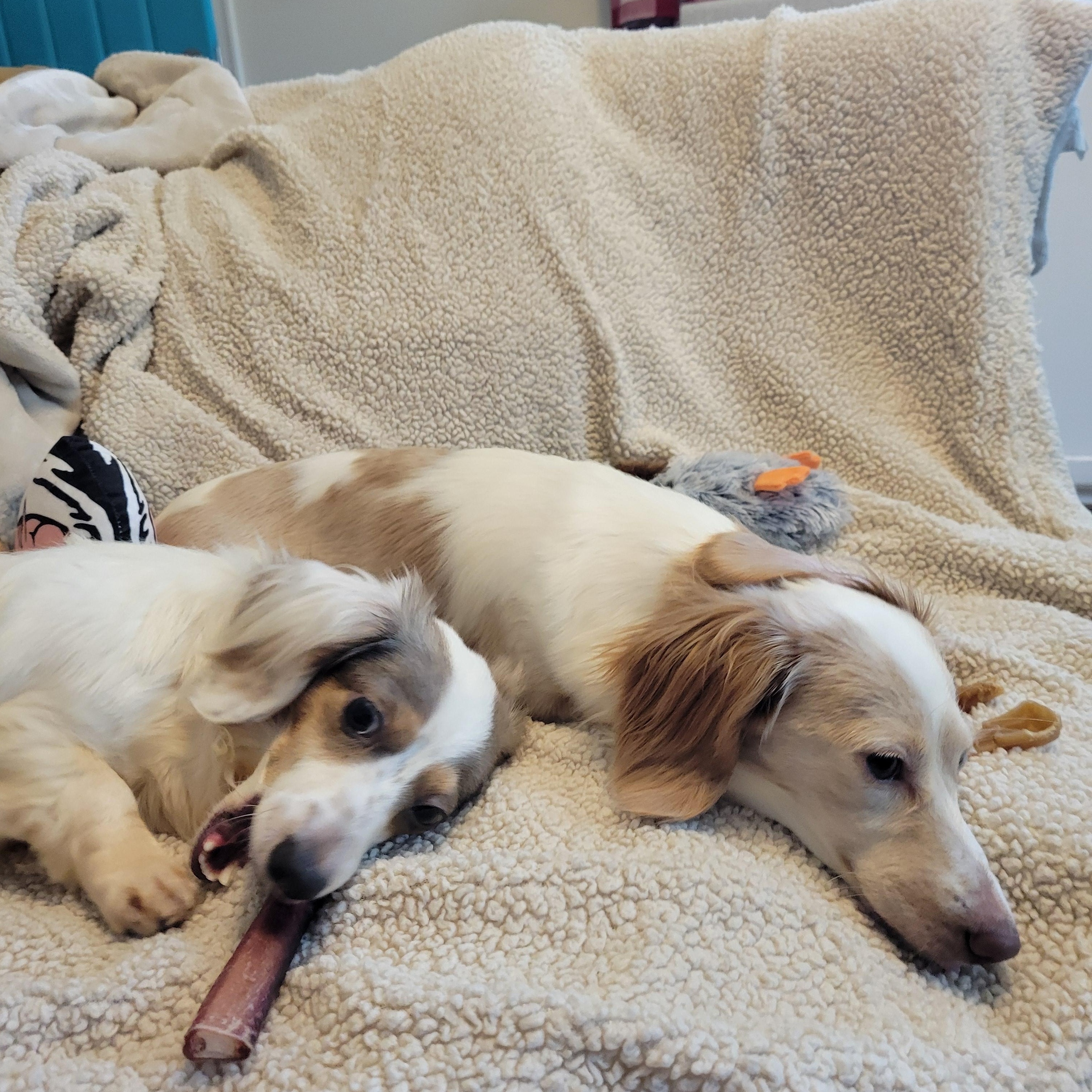 Trixie and Trina (Bonded Pair), a ADOPTABLE Dachshund (Long Haired) in Louisa, VA image 6/6