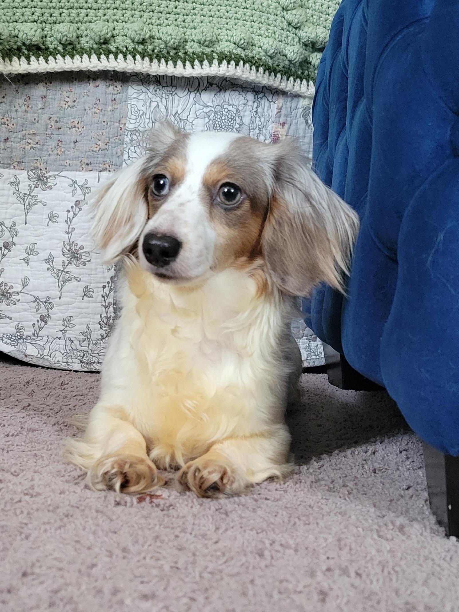 Trixie and Trina (Bonded Pair), a ADOPTABLE Dachshund (Long Haired) in Louisa, VA image 3/6