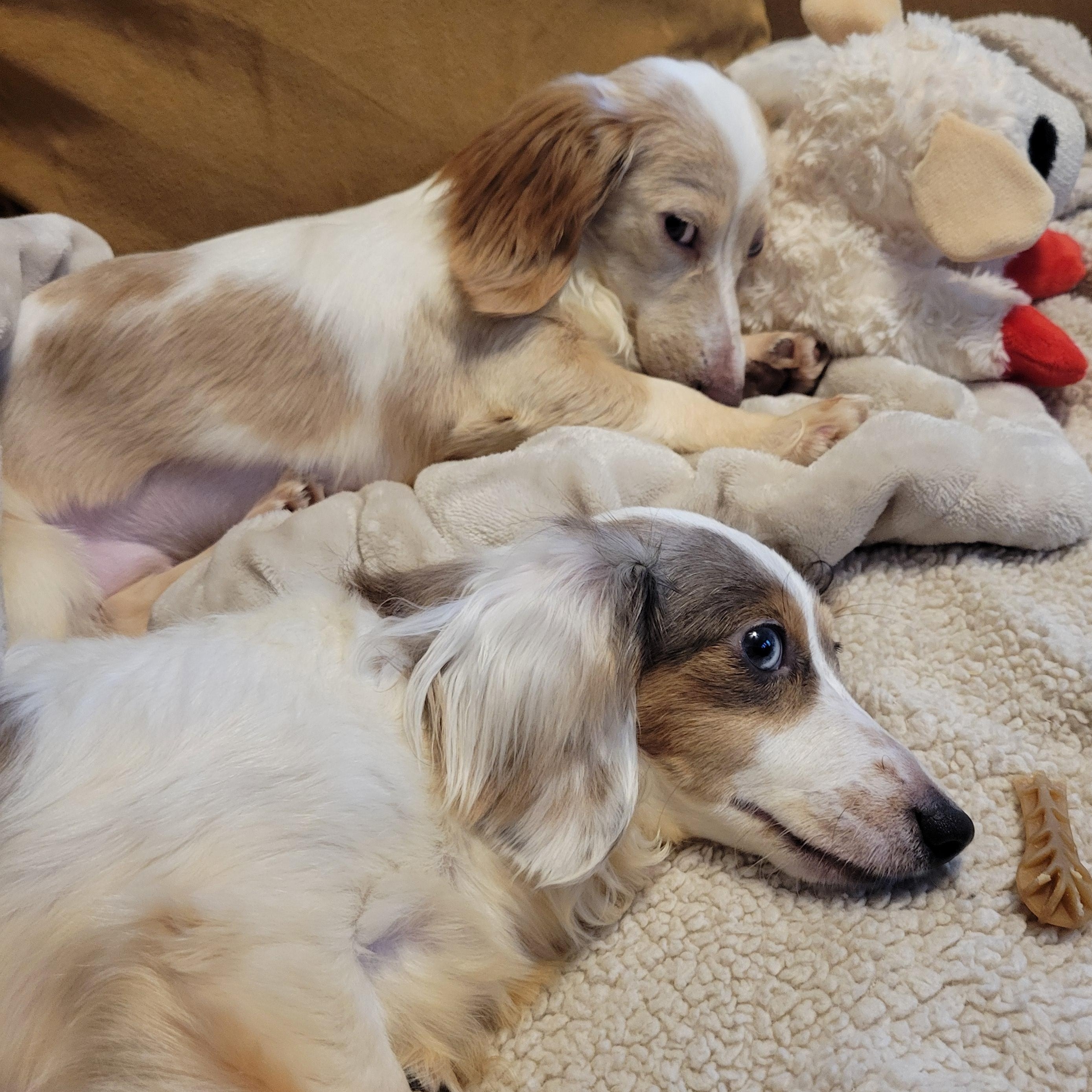 Trixie and Trina (Bonded Pair), a ADOPTABLE Dachshund (Long Haired) in Louisa, VA image 5/6