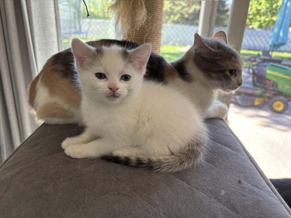 Marshmallow, a Adoptable mixed breed in Union Grove, WI image 2/4