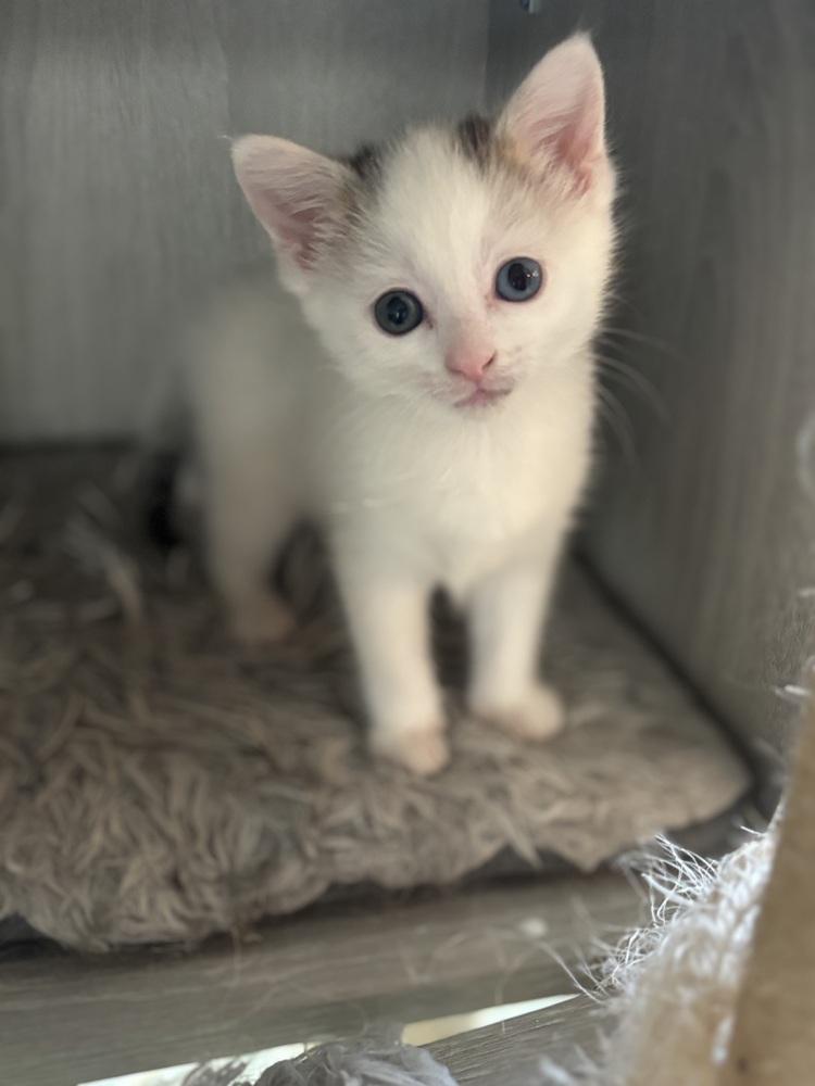 Marshmallow, a Adoptable mixed breed in Union Grove, WI image 4/4