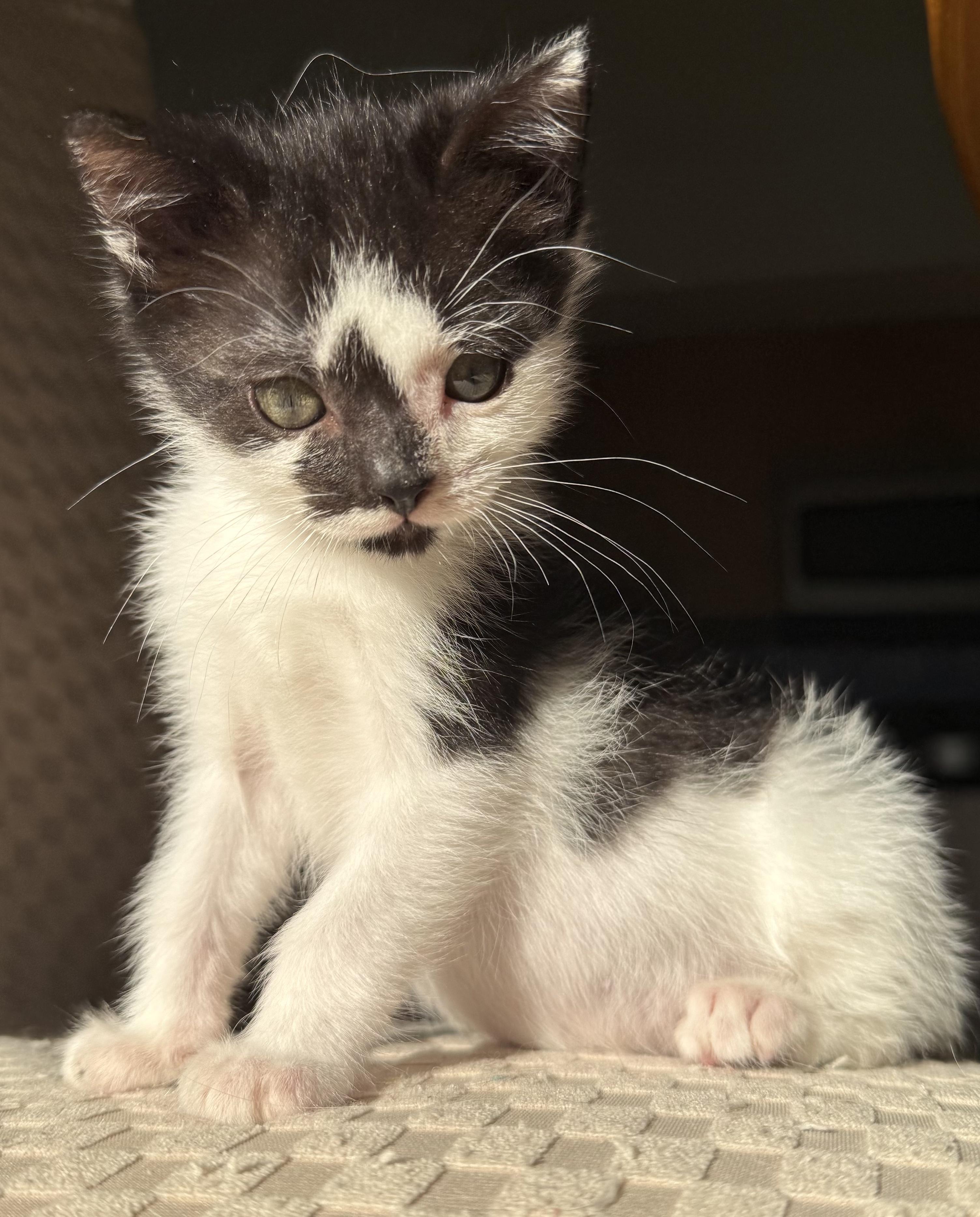 Enlarge Kenzo, an adopted Domestic Short Hair in Key Biscayne, FL image 1/5