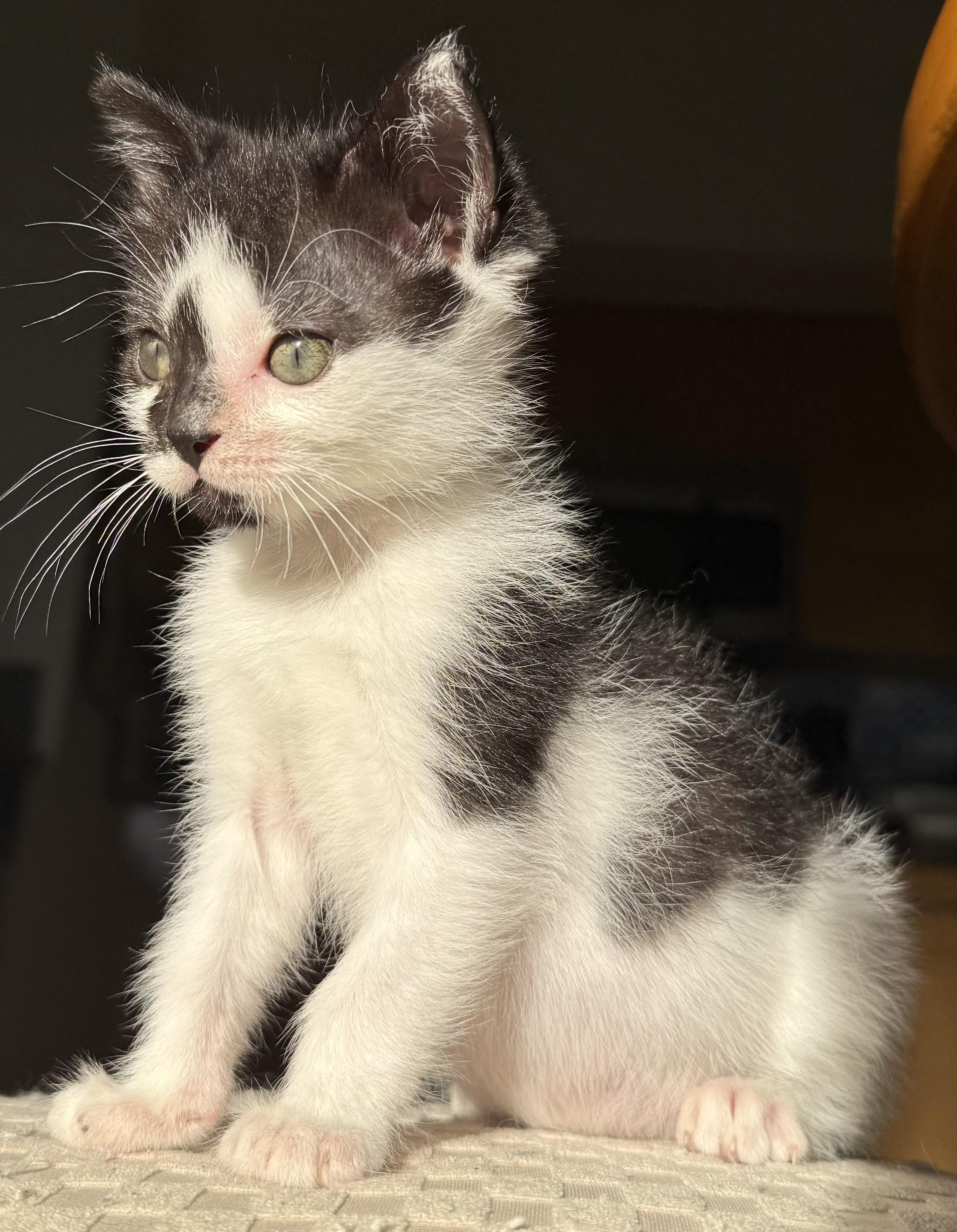 Enlarge Kenzo, an adopted Domestic Short Hair in Key Biscayne, FL image 2/5
