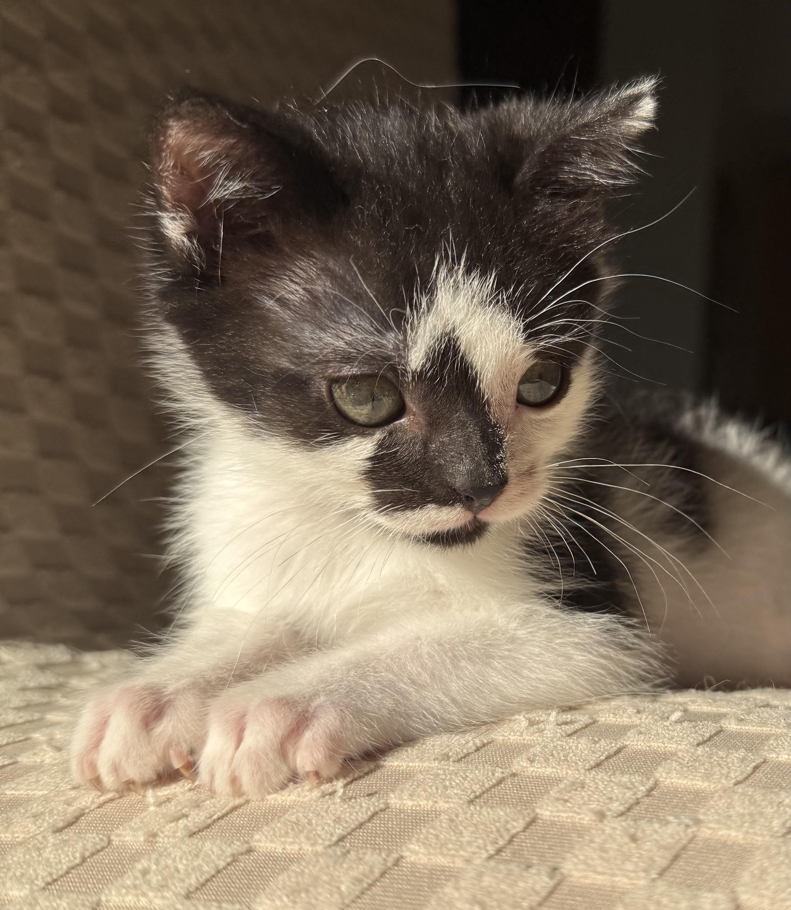 Enlarge Kenzo, an adopted Domestic Short Hair in Key Biscayne, FL image 3/5