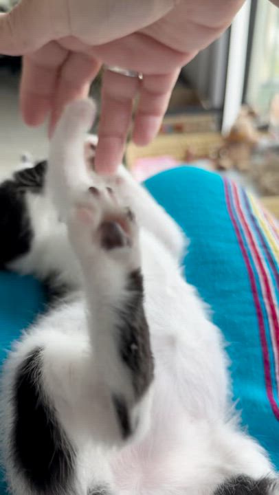 Enlarge Kenzo, an adopted Domestic Short Hair in Key Biscayne, FL video 5/5