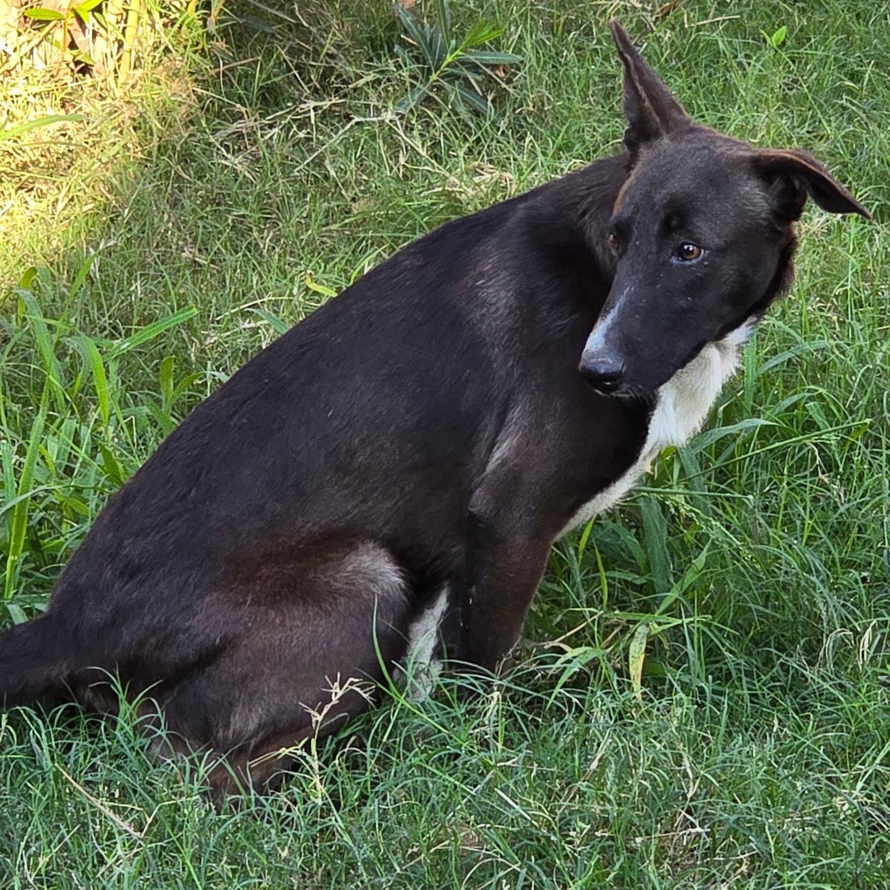 Smokey — thumbnail 3