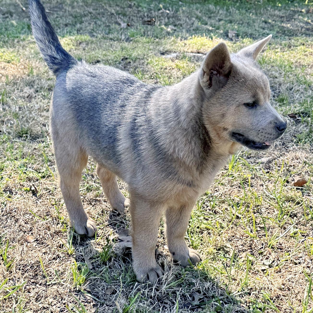 Enlarge Fawnie, a ADOPTABLE mixed breed in Boston, MA image 4/6