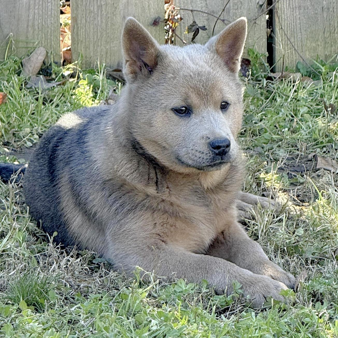 Enlarge Fawnie, a ADOPTABLE mixed breed in Boston, MA image 6/6