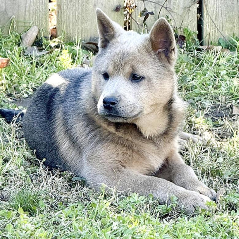 Enlarge Fawnie, a ADOPTABLE mixed breed in Boston, MA image 3/6