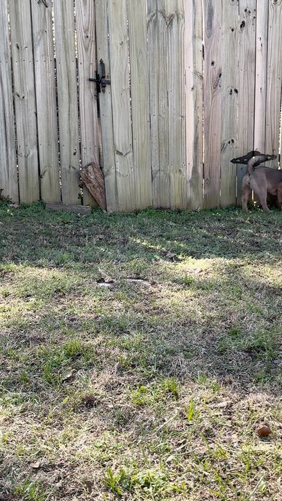 Enlarge Fawnie, a ADOPTABLE mixed breed in Boston, MA video 5/6