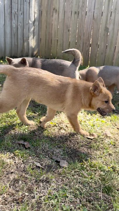Enlarge Fawnie, a ADOPTABLE mixed breed in Boston, MA video 2/6