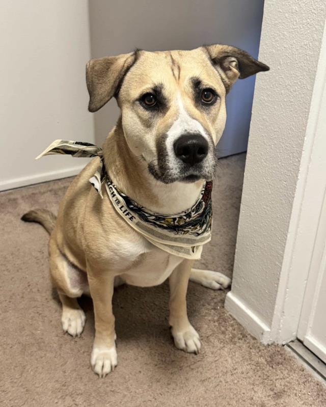 SAKURA, Adoptable, Adult Female Anatolian Shepherd.