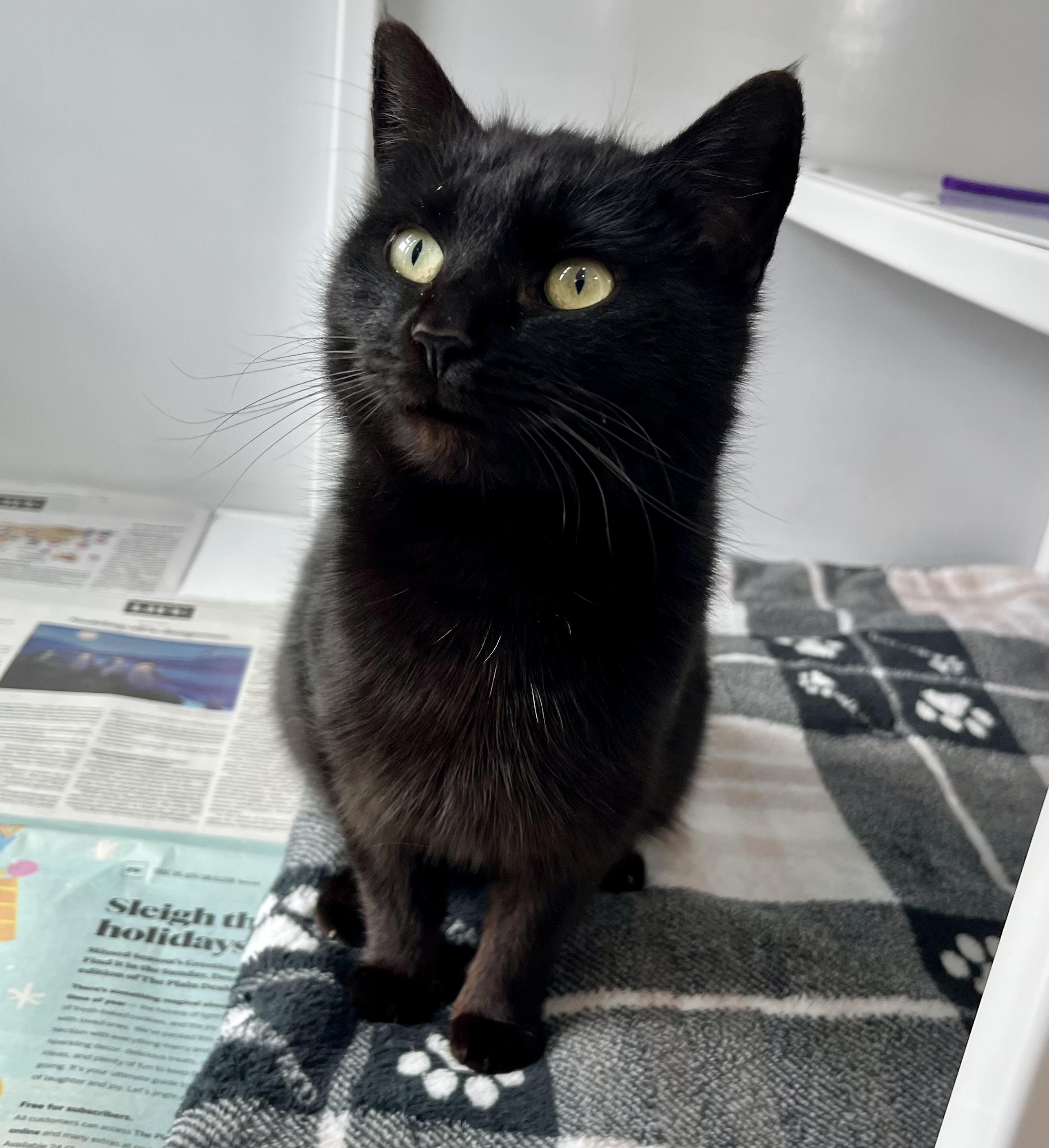 Princess Consuela Banana Hammock, adopted, Adult Female Domestic Short Hair.