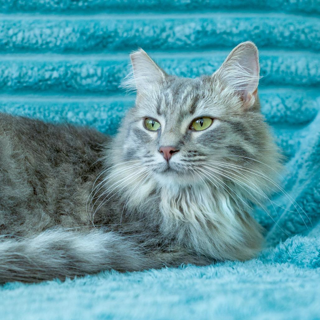 Enlarge Fuzzy, a Adoptable Domestic Long Hair in Chapel Hill, NC image 1/4
