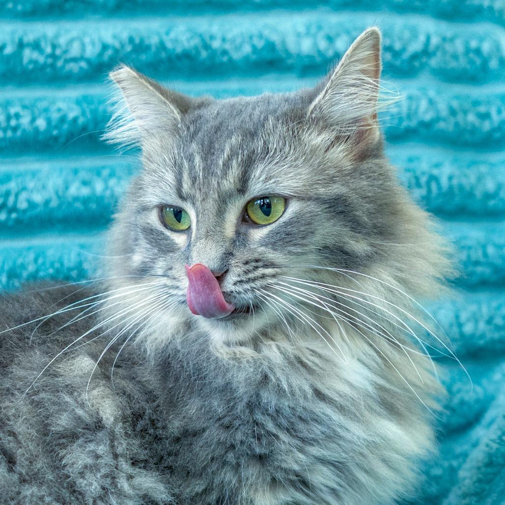 Enlarge Fuzzy, a Adoptable Domestic Long Hair in Chapel Hill, NC image 2/4