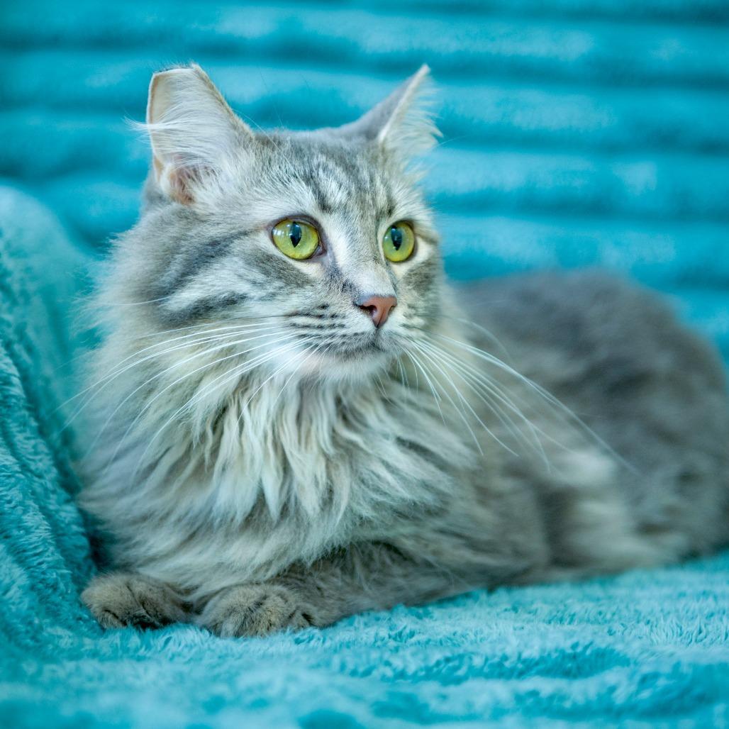 Enlarge Fuzzy, a Adoptable Domestic Long Hair in Chapel Hill, NC image 3/4